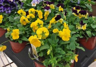 pansies