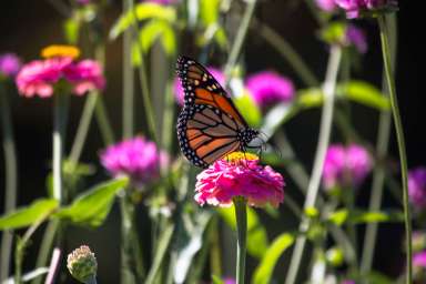 butterfly-on-zinia