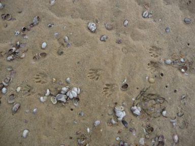 Slipper-Snail-Stacks-and-Racoon-Tracks