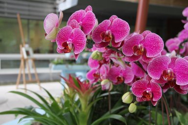 2021.08.13 Taiwan_A World of Orchids CREDIT Josh Feinberg_018