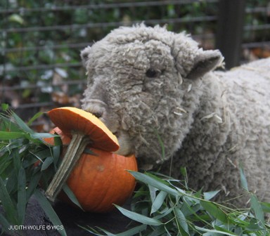 CPZ_sheep_pumpkin_Judithwolf