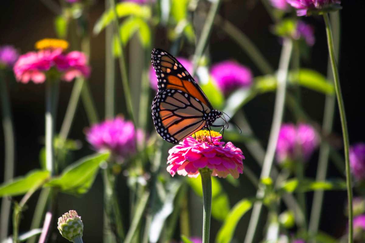 Bronx Family Art Project Print and Fly with Monarch Butterflies