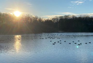 Geese on Sheldrake lake January winter – 640 x 433