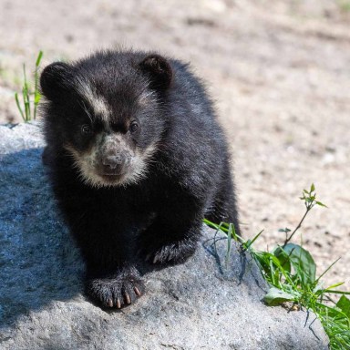 Julie Larsen Maher_0722_Andean Bear and Cubs_QZ_05 16 19