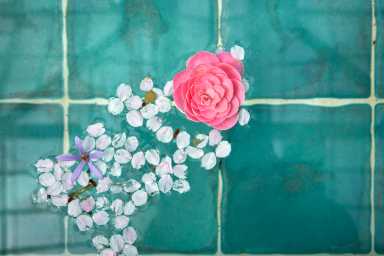 Camellia