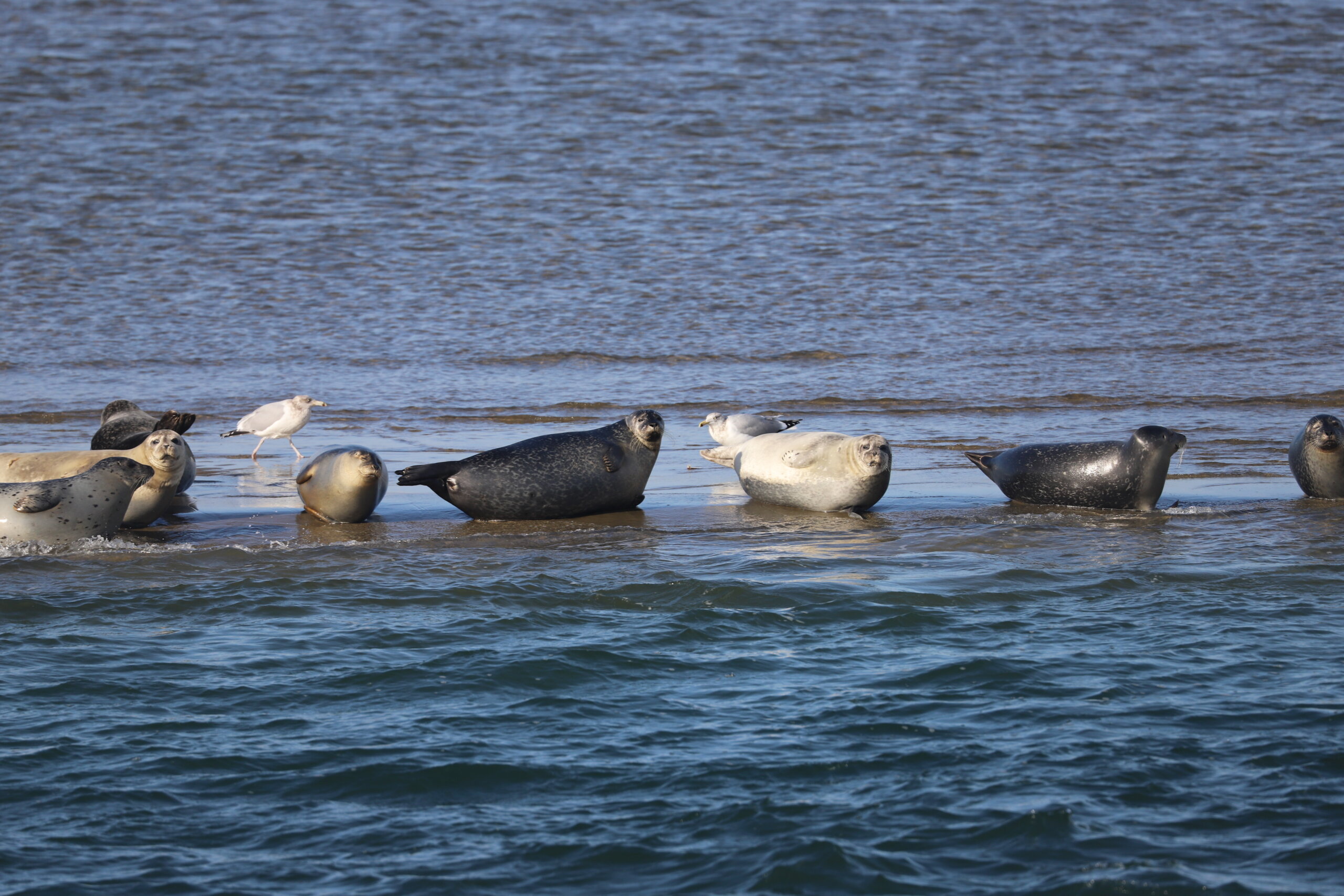 AMSEAS Seal Watching Cruise in Shinnecock Bay