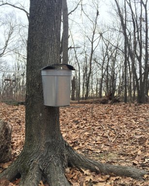 rockland maple sugaring tenafly nature center
