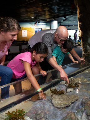 Touch Tank