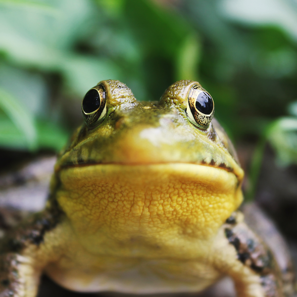 cvh-animal-sanctuary-frogwatch