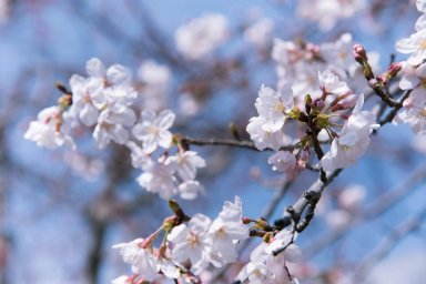 cherry blossom pexels-abby-chung-1045615