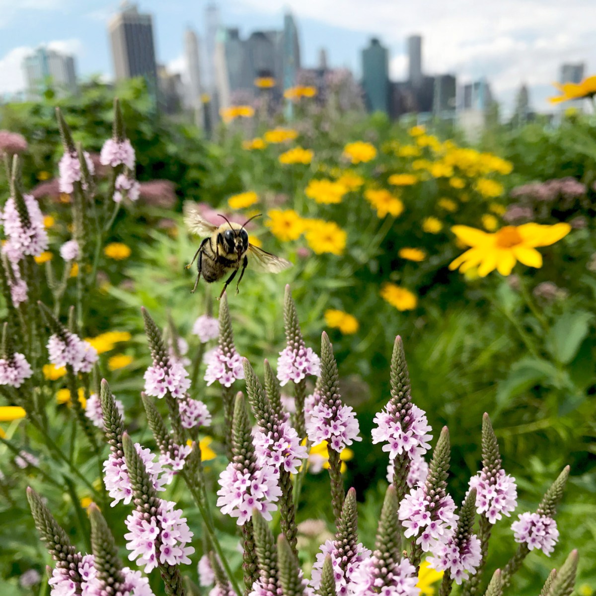 Bee-Pollinator-Brooklyn-Bridge-Park-Alexandra-Steedman-Desktop