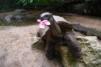 Julie Larsen Maher_1162_Aldabra Tortoise Abdul with Hibiscus Flower Enrichment_ZCR_BZ_08 23 22