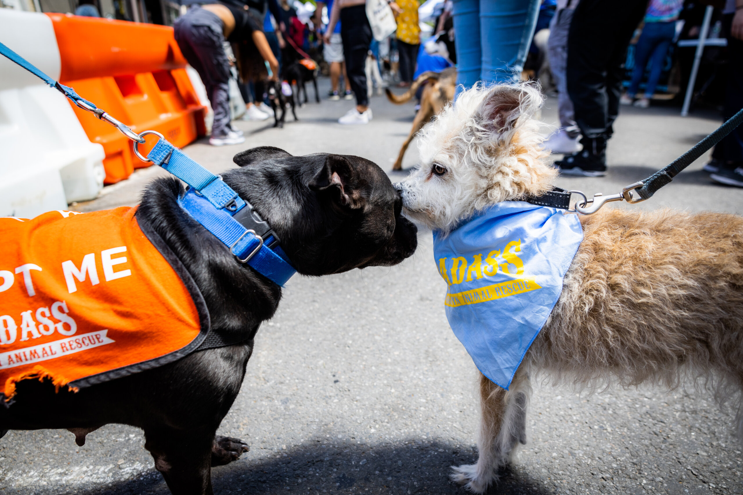 Woofstock Badass Spring Fest 2024 To Do NYC