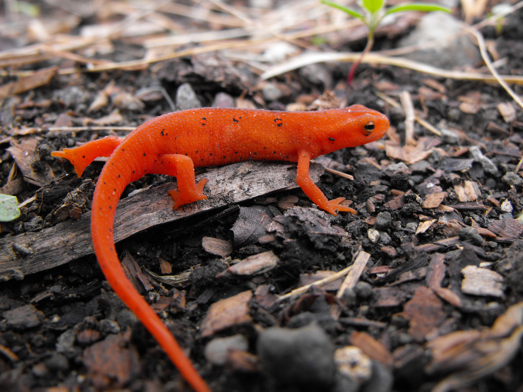 red-spotted-newt