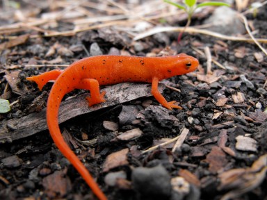 red-spotted-newt