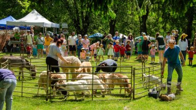 rp-calendar-Sheep-and-wool-festival-2024-05