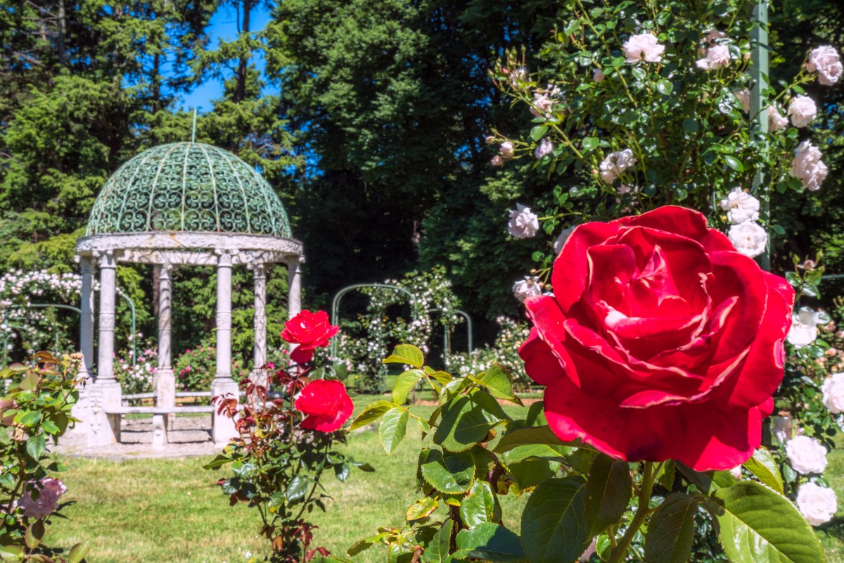 Lyndhurst Rose Garden Clifford Pickett (1)