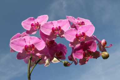 orchid
