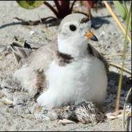 Love the beach? So do nesting shorebirds
