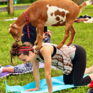 Sanctuary goat yoga is all about celebra