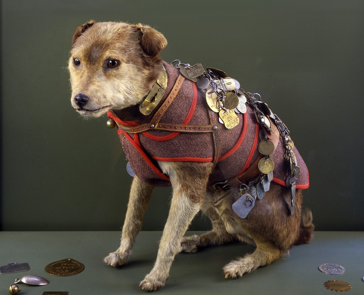 Owney the Post Office Dog