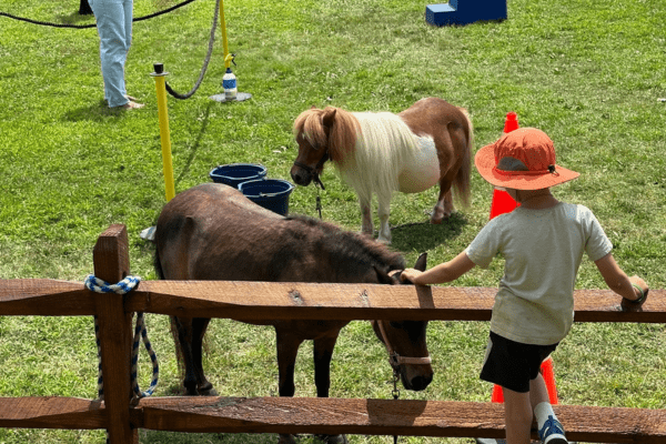Putnam County Fair – Horses