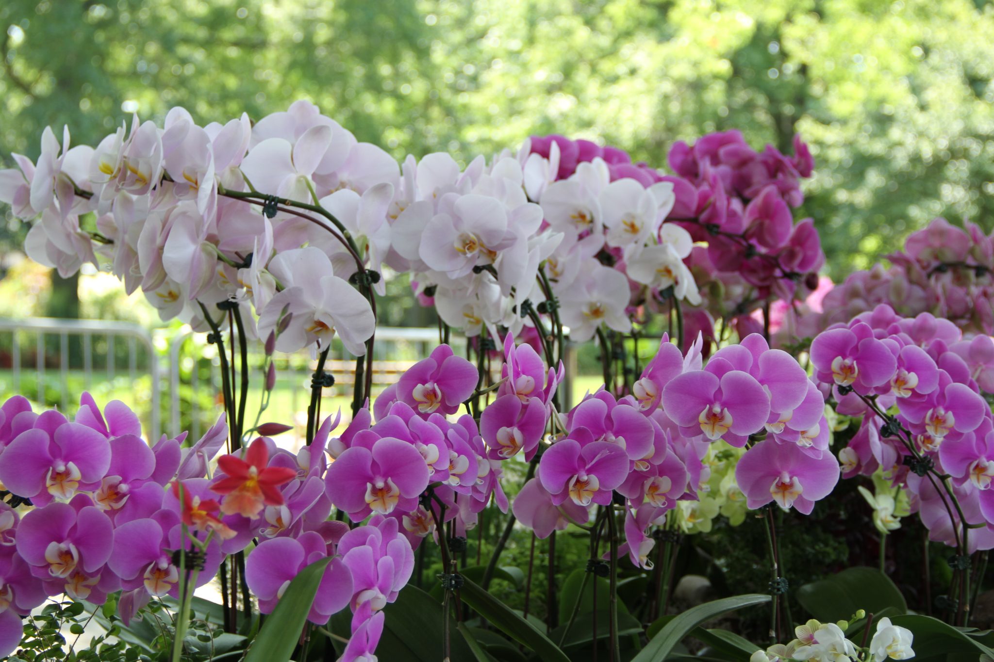 taiwan-a-world-of-orchids-to-do-brooklyn