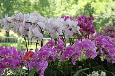 Queens Taiwan_A-World-of-Orchids-CREDIT-Josh-Feinberg_002-2048×1365