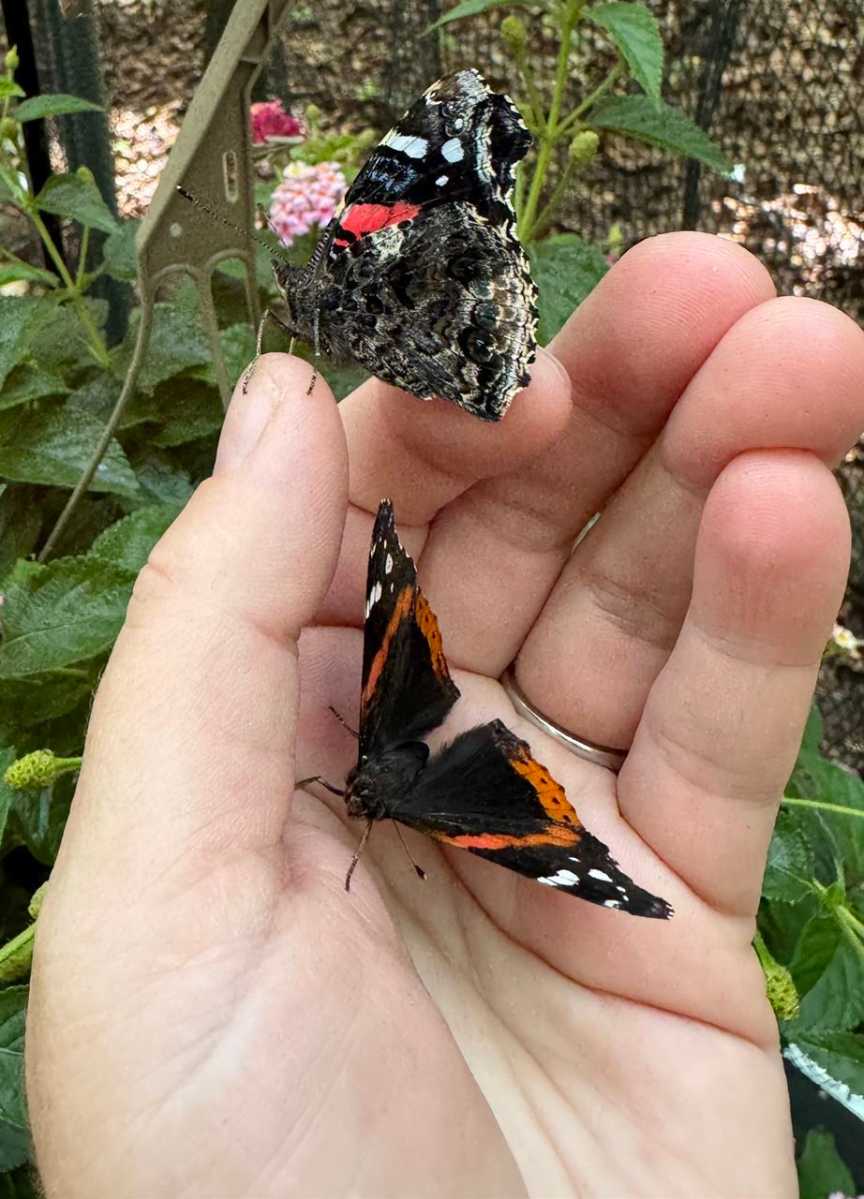 Rockland Butterfly Feeding