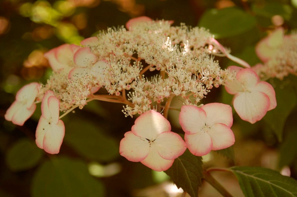 hydrangea-1536×1021