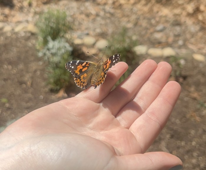 Did you know that a migrating monarch ca