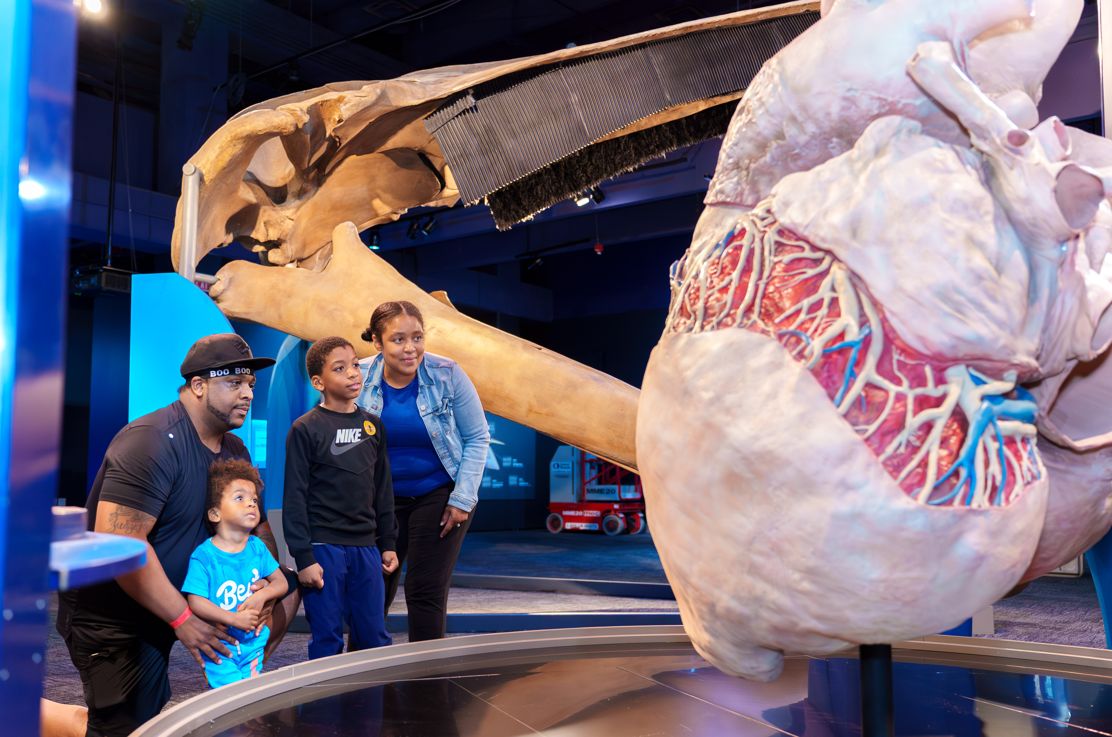 Blue Whale The World’s Biggest Animal To Do Philadelphia