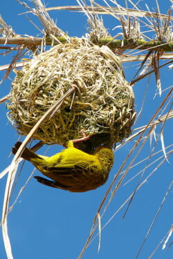yellow-weaver-bird-nest-south-africa-blue-preview-250×375 (1)