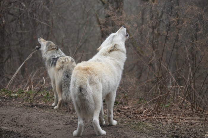 Enjoy visiting the wolves during their f