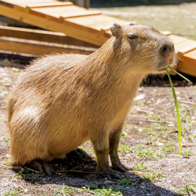 LIGF Capybara 240627-001