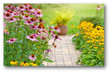 native plants