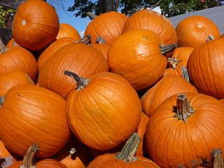 pumpkin_pile_01