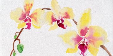 watercolor orchid.jpeg