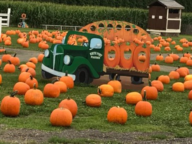 Field of Pumpkins