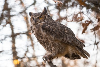 Great Horned Owl