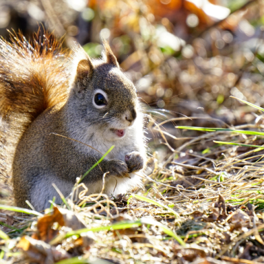 animals in fall