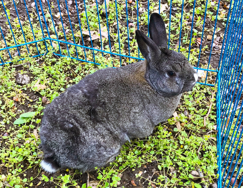 Vet Tech 101 – Rabbits | To Do Bronx