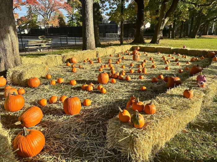 Join NYC Parks and Staten Island Recreat