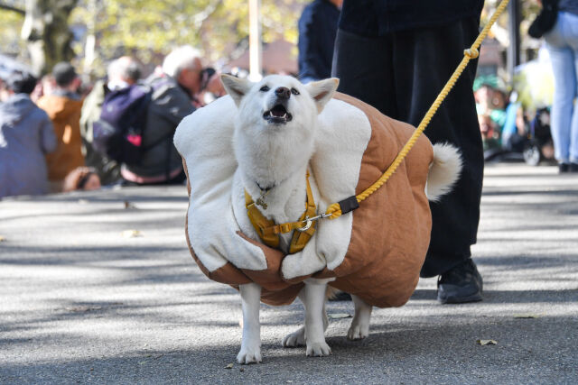 Brooklyn 26th Annual Great PUPkin Dog Costume Contest