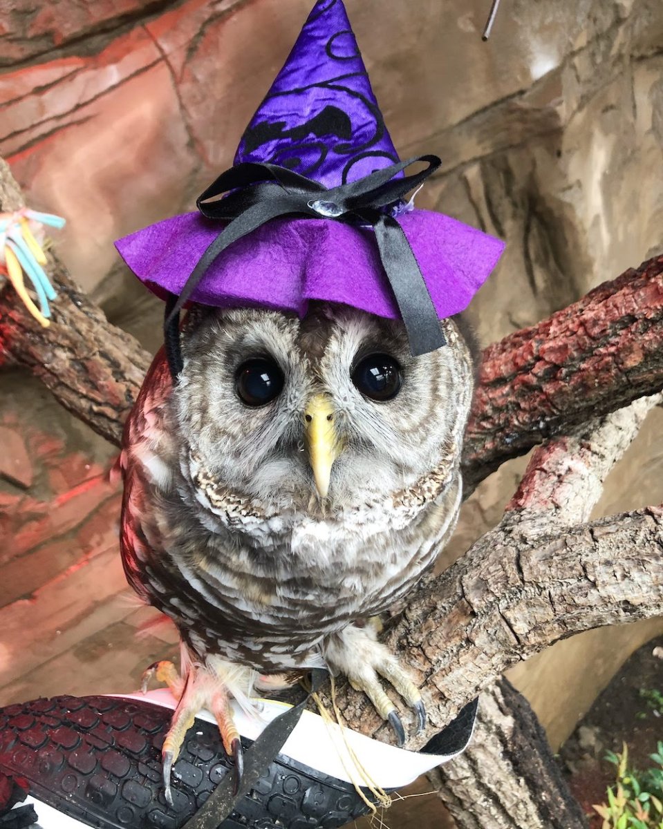 Long Island Bats, Barnacles & Broomsticks Halloween Party