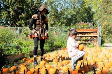 Queens Pumpkin Patch