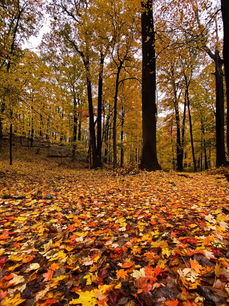 Westmoreland Fall