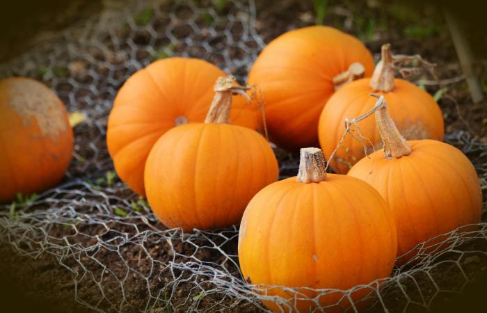 The time for PUMPKINS has finally arrive