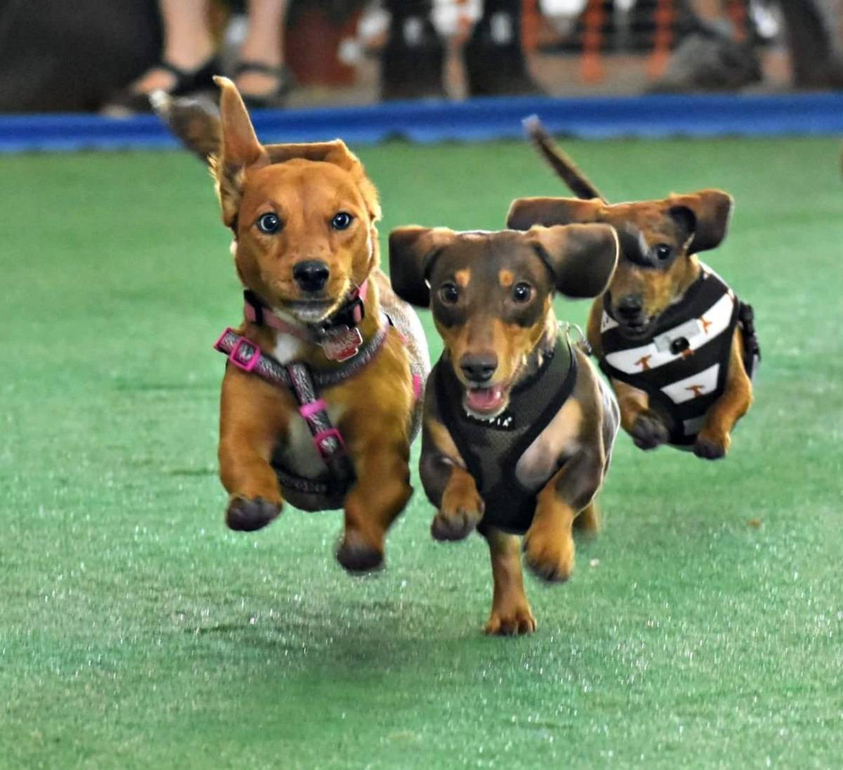 Super Pet Expo Doxie Races 1