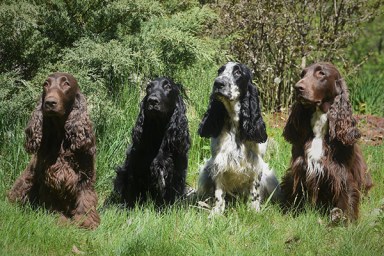 field spaniel